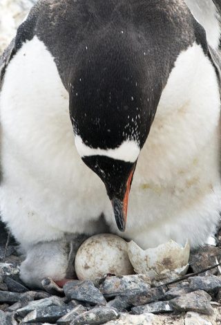 gentoo baby penguins eggs