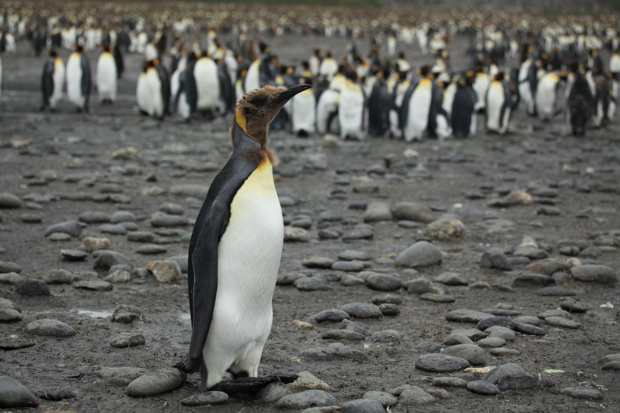 Penguins Are The Only Birds That Molt - Penguins Blog