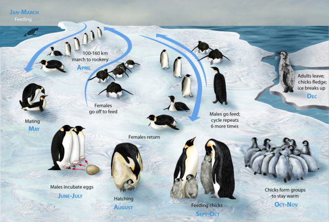 Emperor penguins migration cycle
