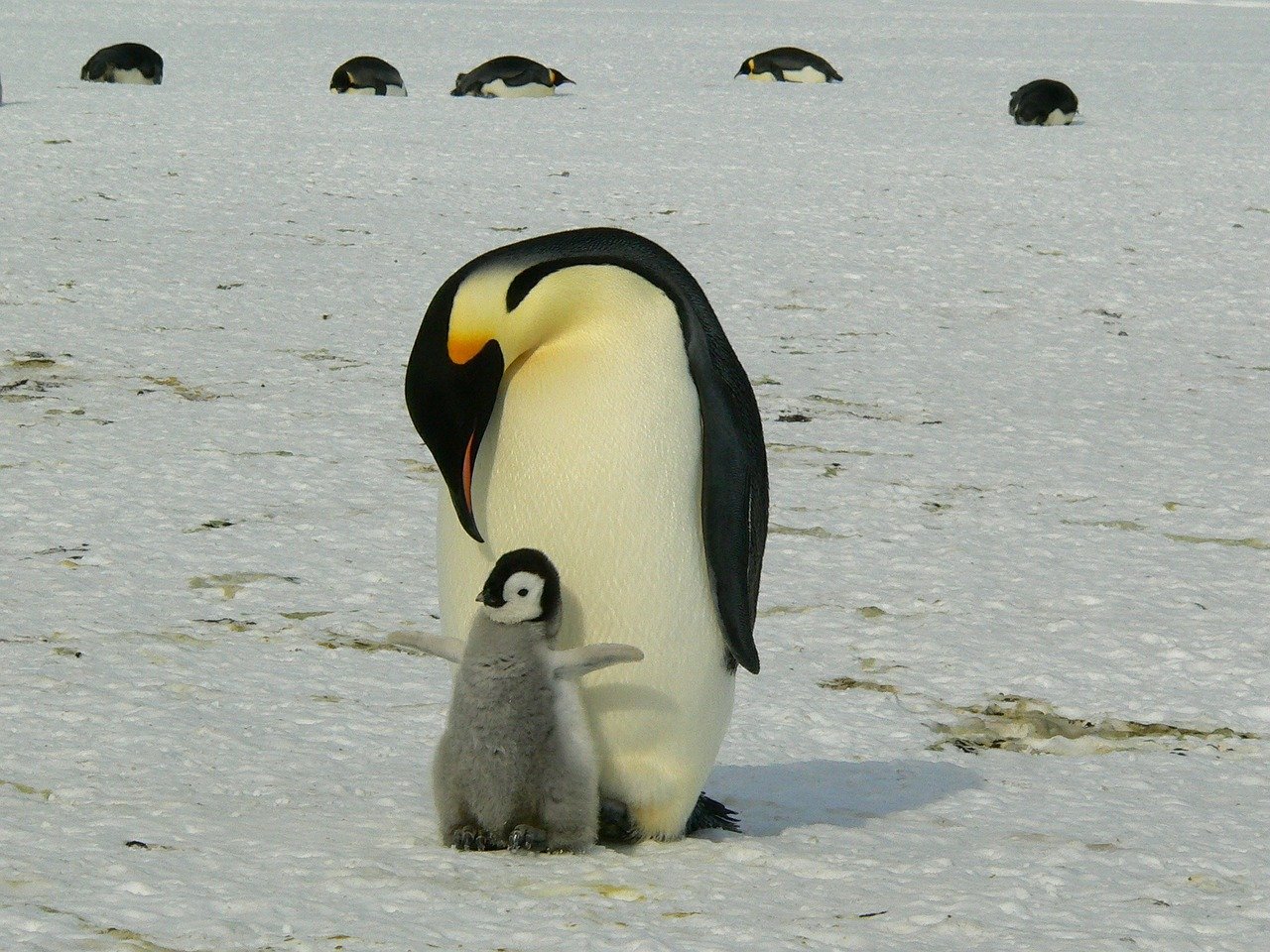 Are There Penguins in Greenland - Penguins Blog