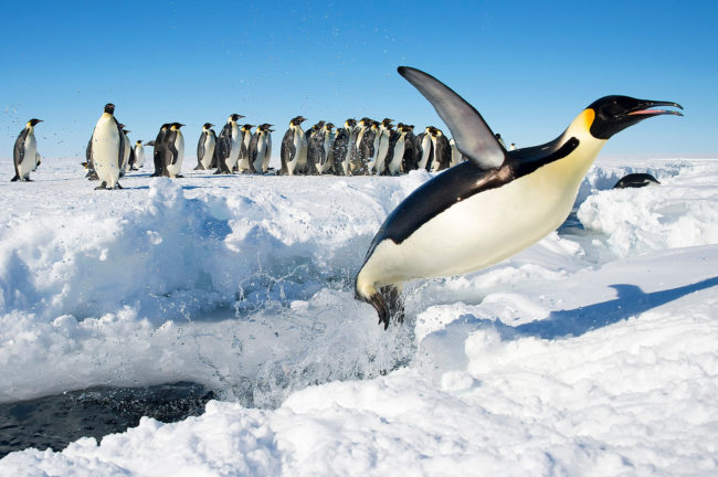 Emperor Penguin Jumping From the Water