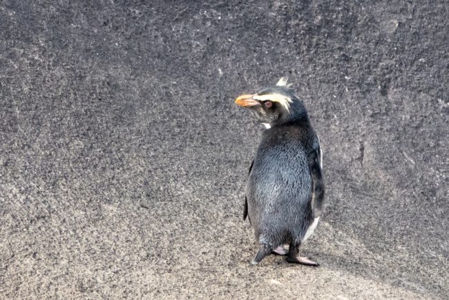Fiordland Penguins