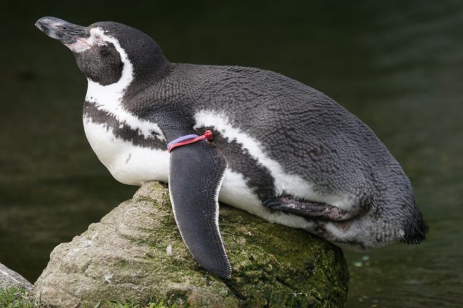  Humboldt penguin 