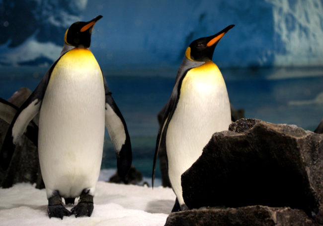 King Penguins. Sea World Qld. Australia.