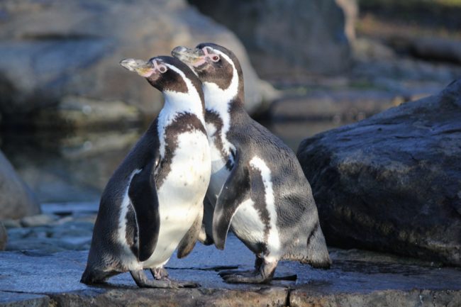 Pair of Monogamous Penguins