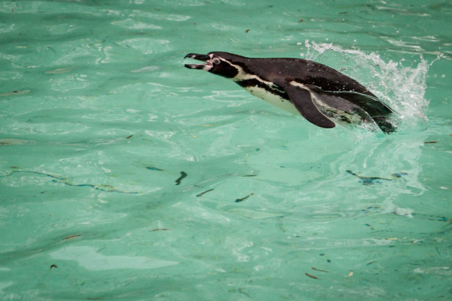 Penguins Jump from Water to Air
