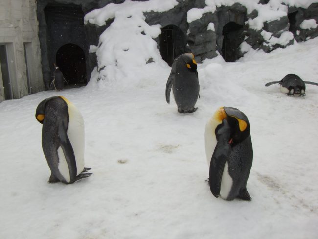  Standing Up Sleeping penguins