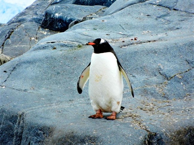 Penguin standing on rock. 