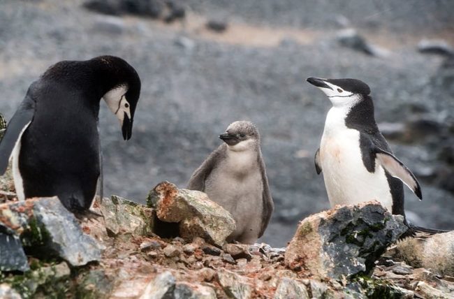 Chinstrap Penguin Chicks With Its Parents