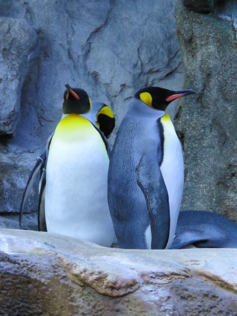 king penguins in calgary zoo