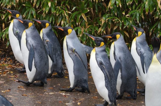 king penguin walking in zoo