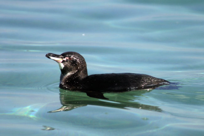 Male adult Galápagos penguin (Spheniscus mendiculus) swimming on Isabela Island off Moreno Point, Galapagos Islands.