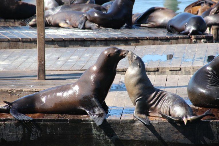 Lion Seal Eating Penguin - Penguins Blog