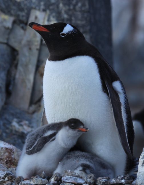 Penguin with chick