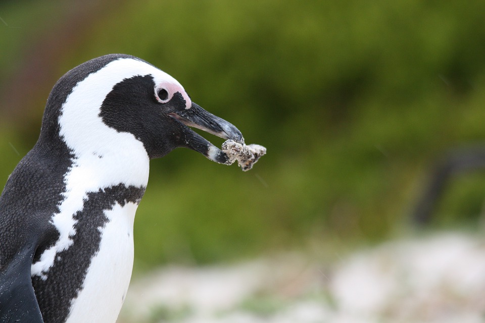 When Do Penguins Eat - Penguins Blog