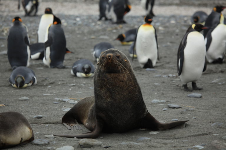 What Seals Eat Penguins - Penguins Blog