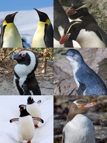 Do Penguins Eat Crabs - Penguins Blog