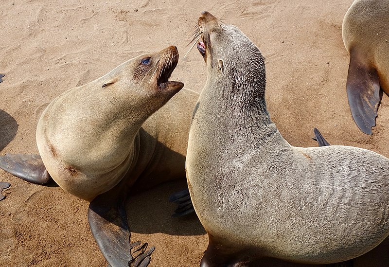 What Seals Eat Penguins - Penguins Blog